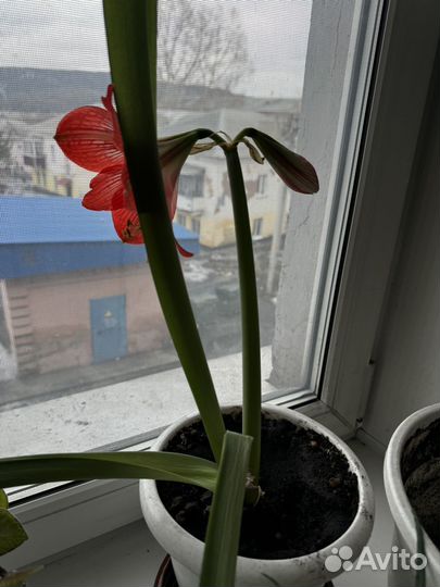 Гиппеаструм