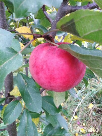 Яблоня многосортная