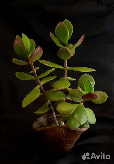 Денежное дерево - Толстянка (Крассула)
