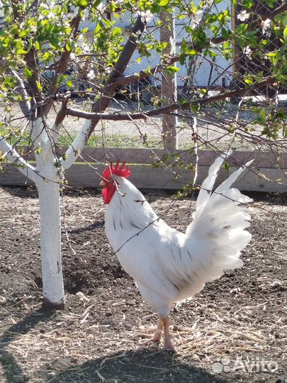 Птицы домашние куры