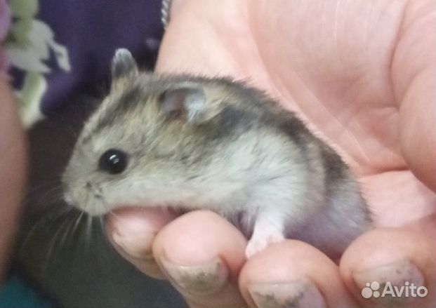 Продаю джунгарских хомячков