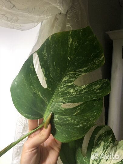 Монстера вариегатная альба