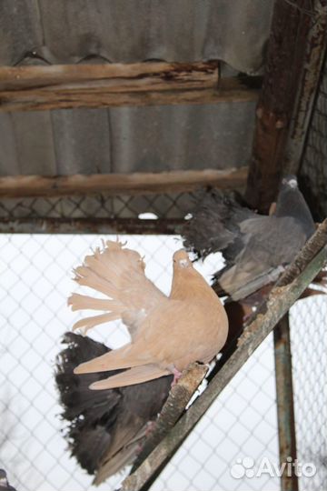 Голуби павлины