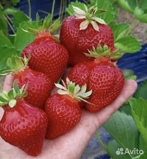 Саженцы клубники Александра