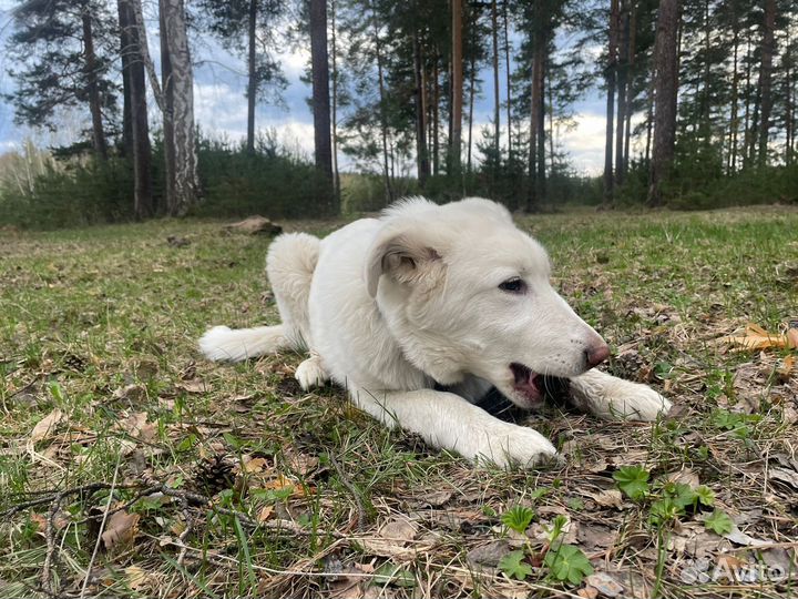 Отдам в добрые руки щенка помесь лабрадор с хаски