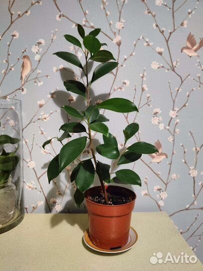 Фикус бенджамина