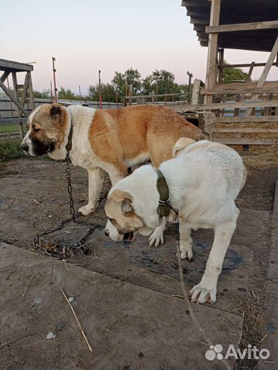 Алабай щенки