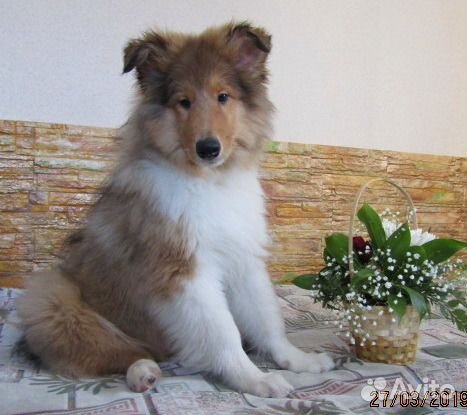 Колли в Омске