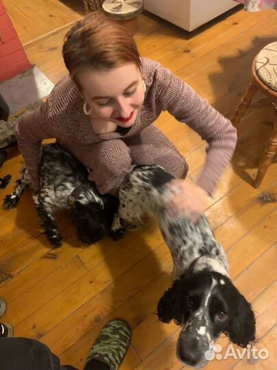 Передержка, зооняня, петситтер