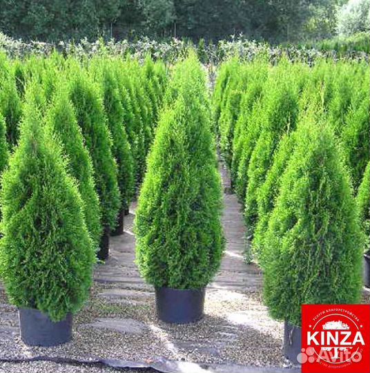 Туя смарагд 1,09 м