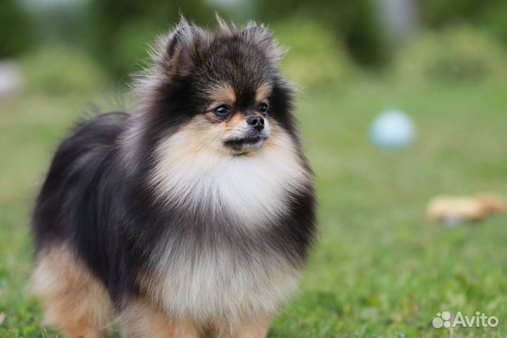 Шпиц щенок мини померанский