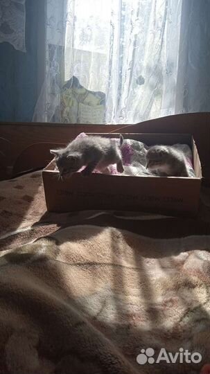 Отдам котят в добрые руки