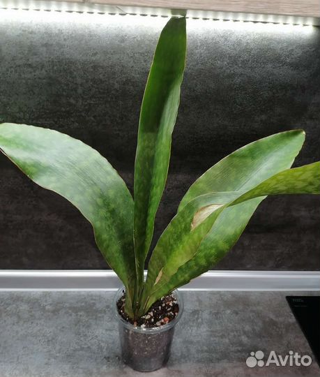 Цветы : Сансевиерия