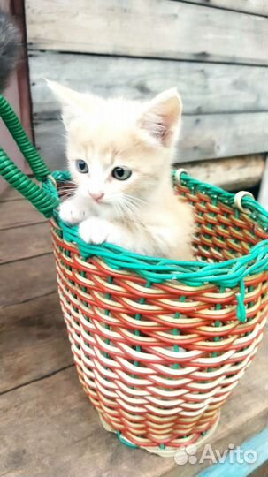 Котёнок, мальчик