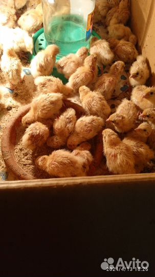Перепела и мясо