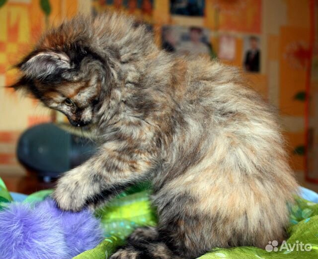 Две пушистые трехцветки - котятки 2 мес. в дар