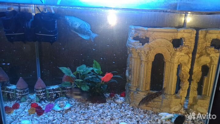 Аквариум с рыбками