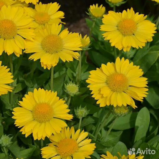 Гайлардия Янтарь