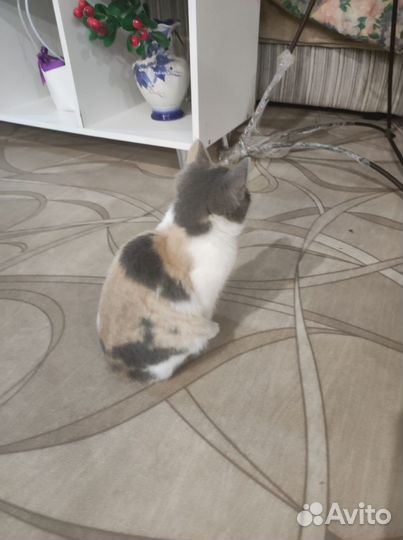 Кошка в дар бесплатно