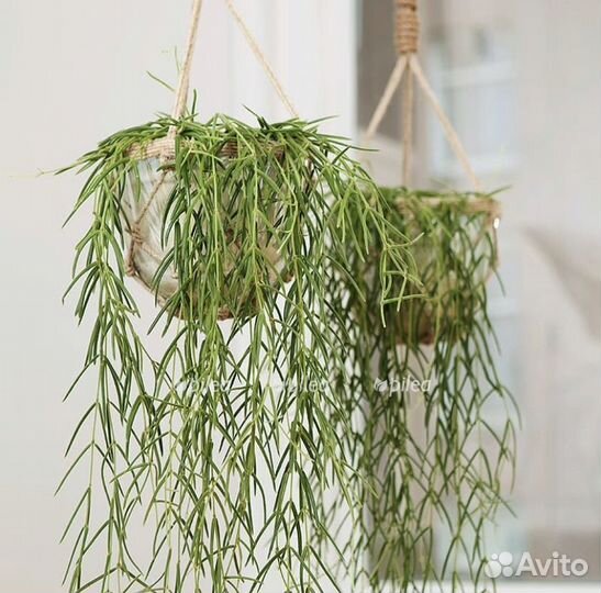 Хойа линеарис