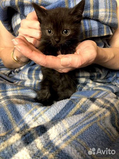 Котенок девочка 1 мес. ищет дом