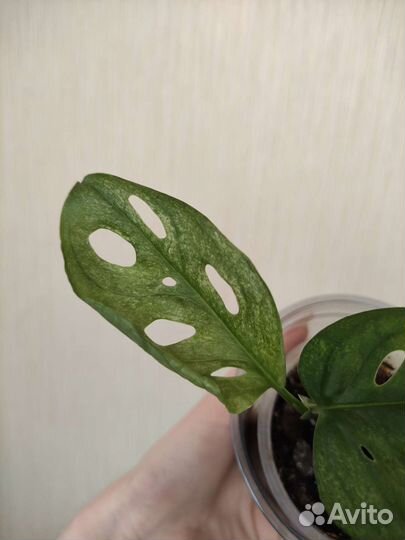 Монстера Адансони минт