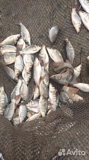 Рыбопосадочный материал