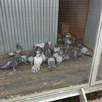 Николаевские голуби