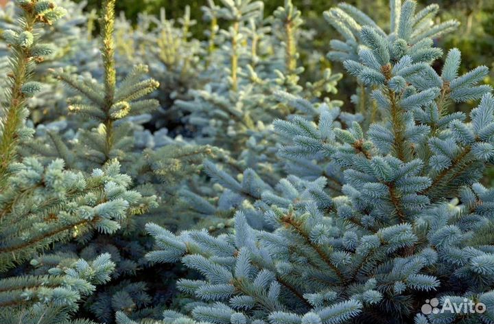 Голубая ель продажа