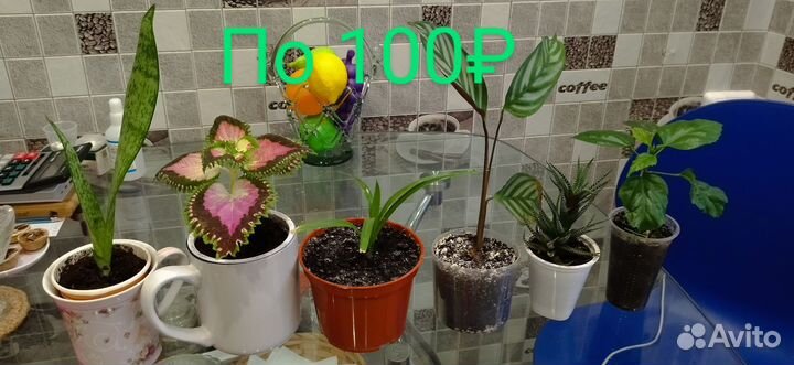 Очиток, (заячья капуста), фикус, розан, колеус