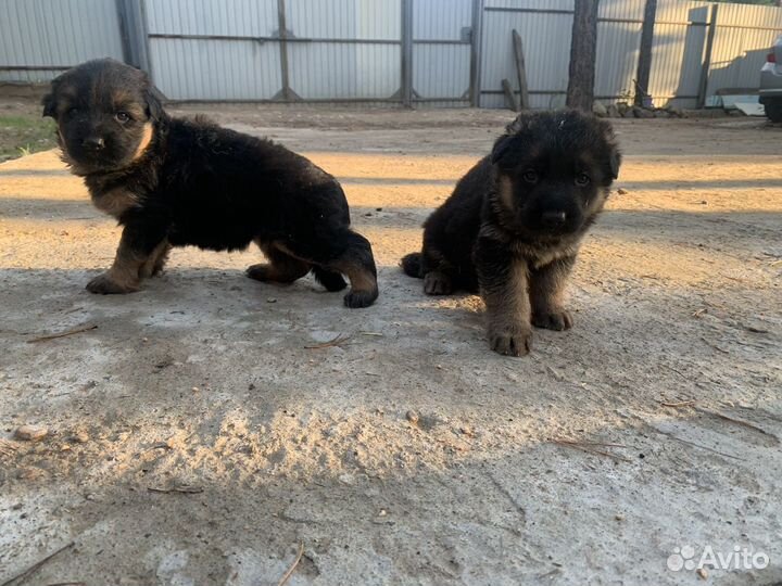 Продам щенков немецкой овчарки