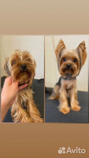 Стрижка собак и кошек