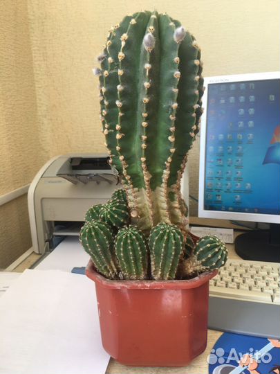 Детки цветущего кактуса