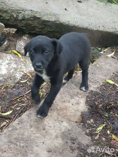 Щенки бесплатно