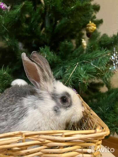 Передержка животных