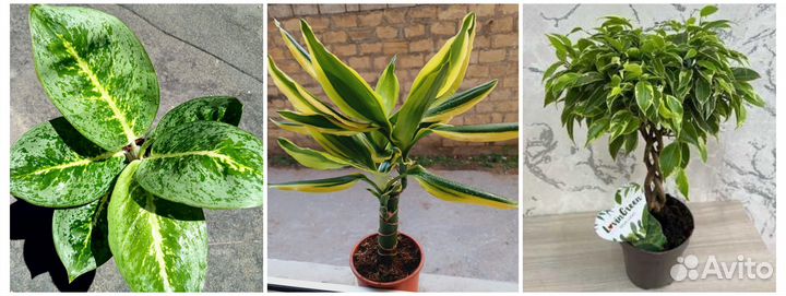 Комнатные растения цветы