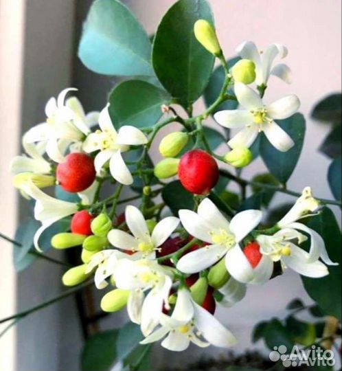 Мурайя японская.(апельсиновый жасмин)