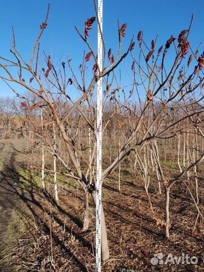 Сумах оленерогий