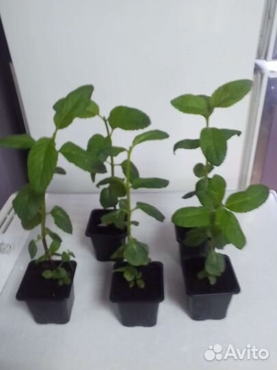 Мята азиатская