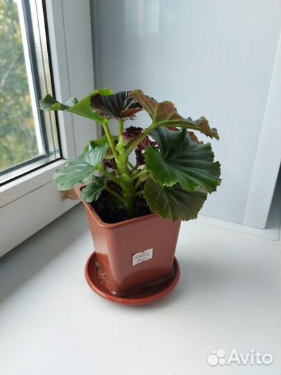 Бегония, молодой куст в горшке