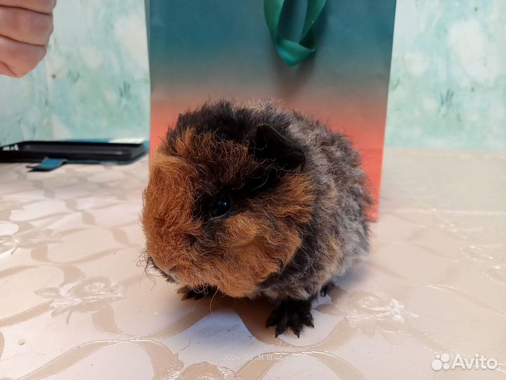 Перуанские морские свинки