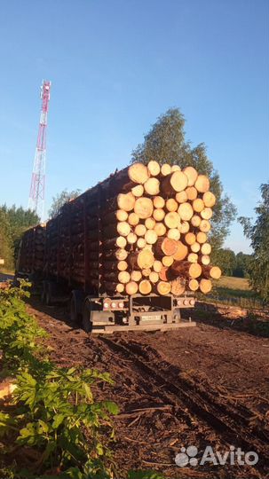 Пиловочник