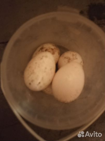 Инкубационное яйцо индейки