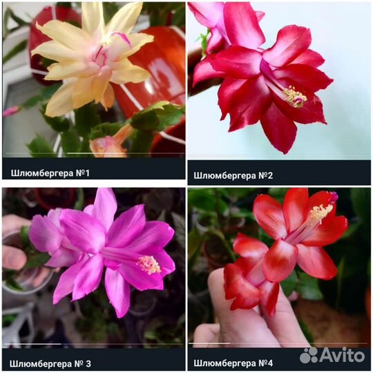 Шлюмбергеры декабристы много сортов