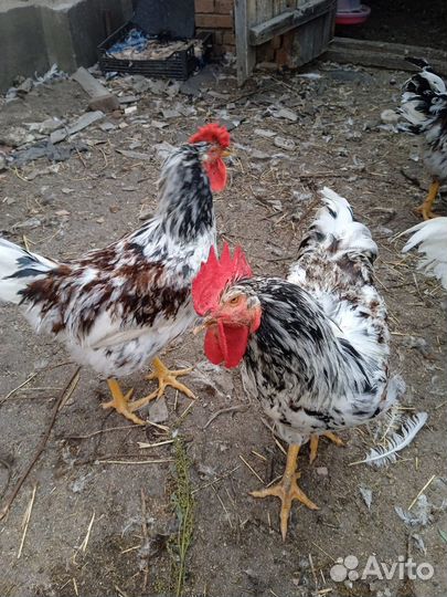 Петухи молодые