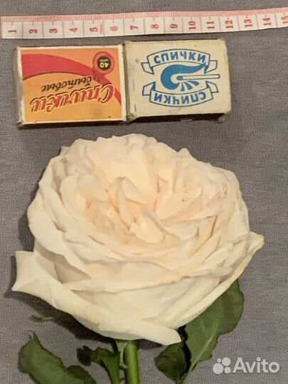 Розы премиум Букет Доставка