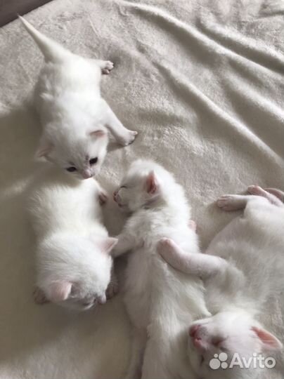 Котята отдам в добрые руки бесплатно