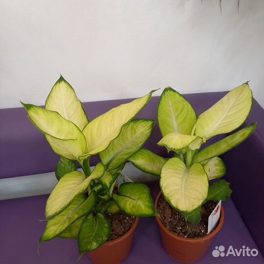 Комнатные растения