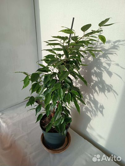 Фикус Бенджамина. Пушистый