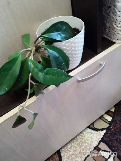 Хойя 2 стебля длина 80 см
